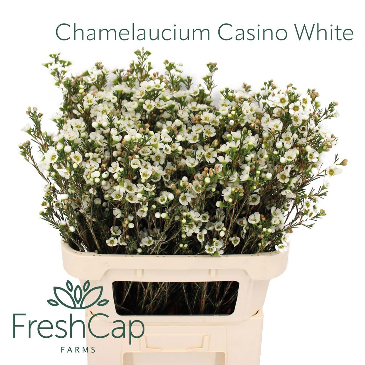 Chame Un Casin White