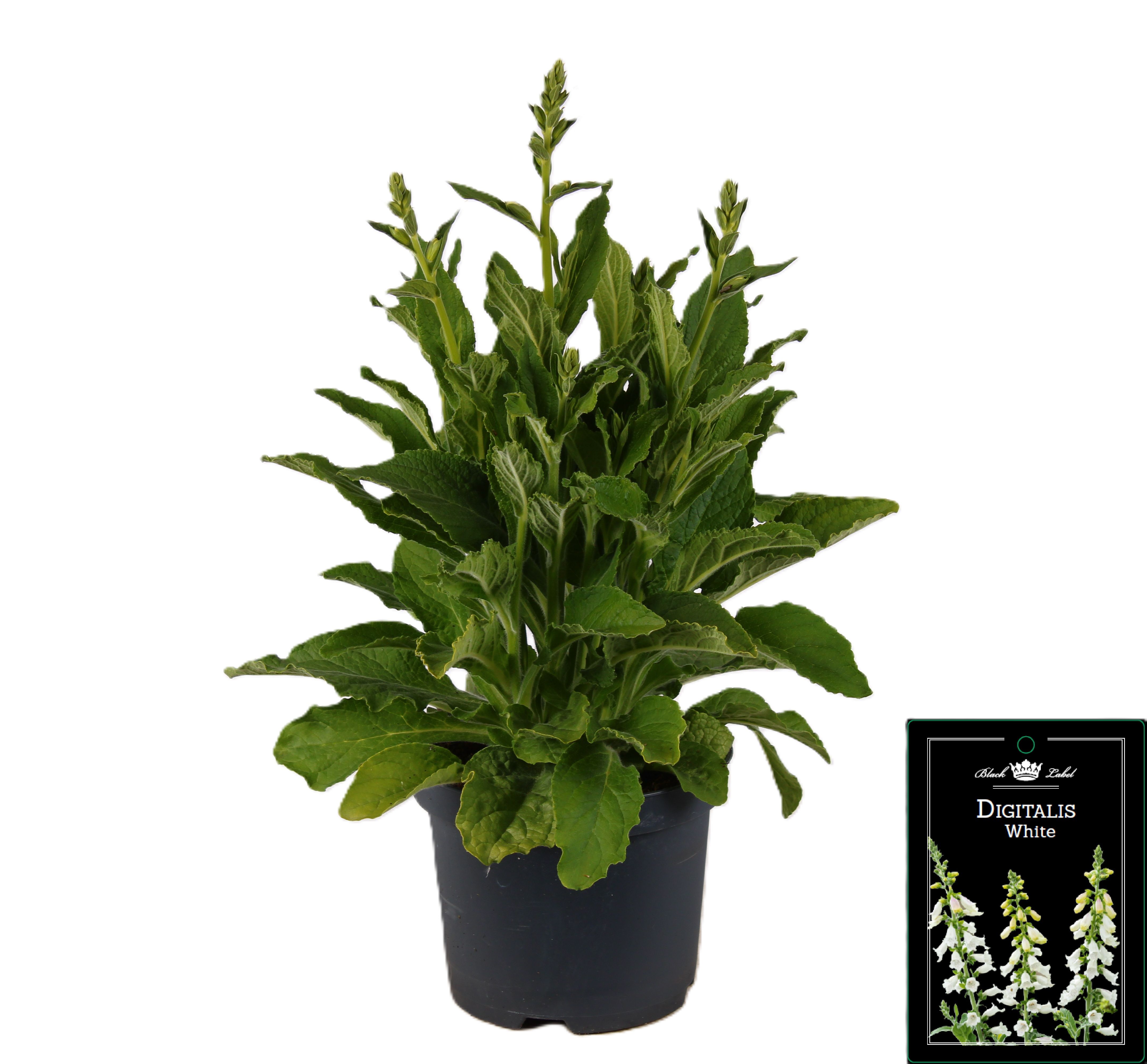 Picture of Digitalis White