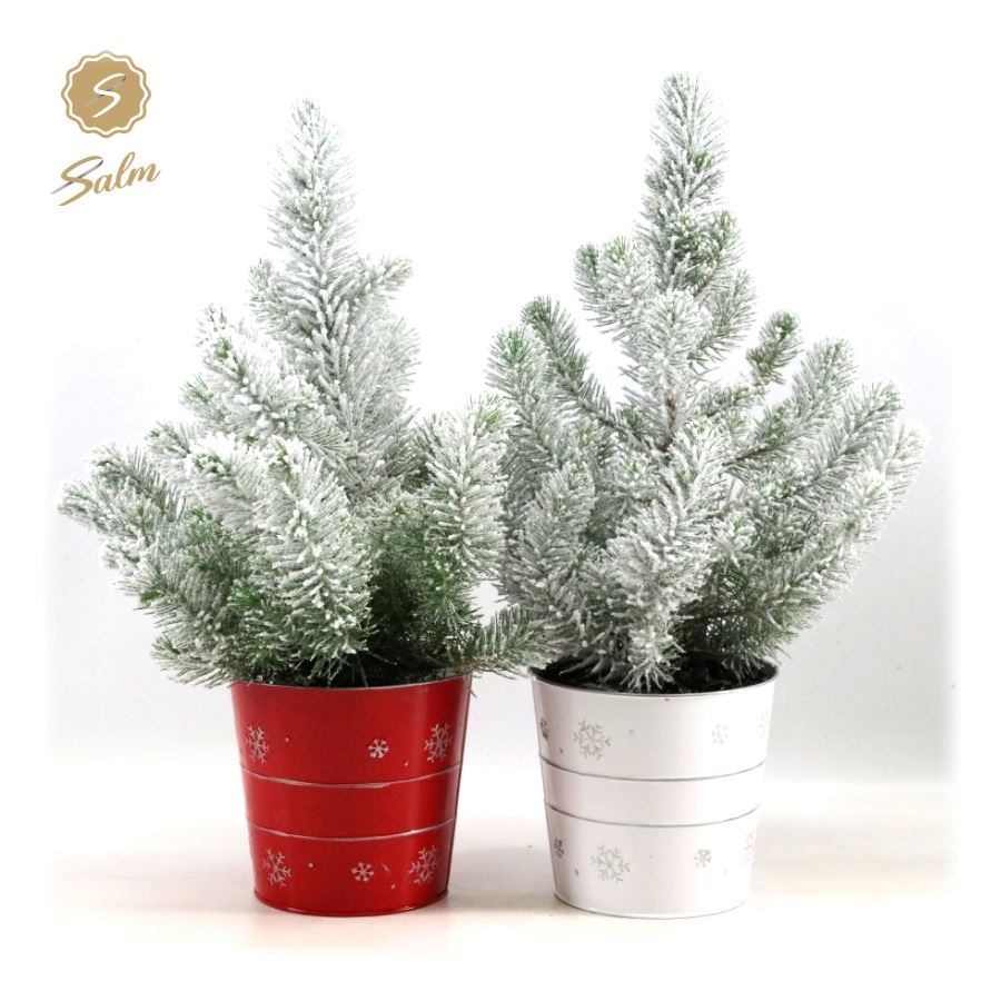 Picture of Pinus pinea 'Silver Crest' P17 in Zinc X-mas Duo + Snow