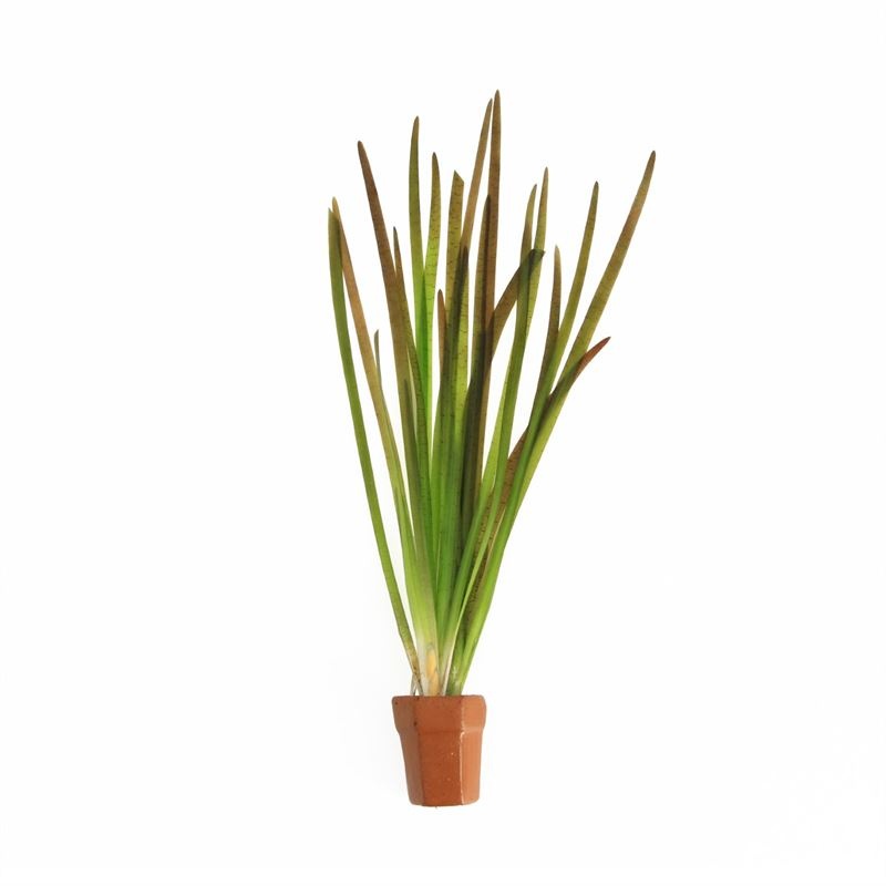 Vallisneria spiralis rood