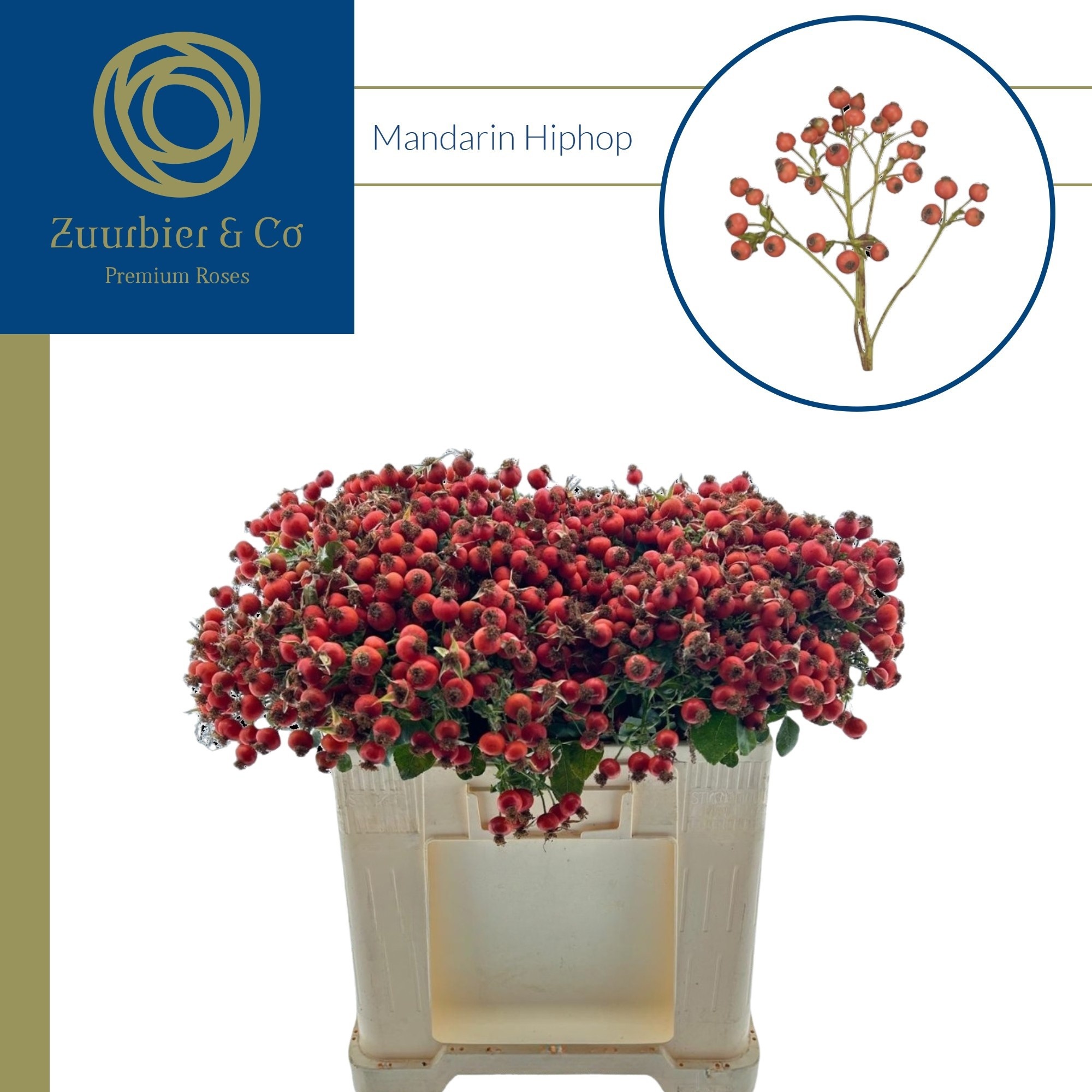 Rosa Mandarin Hiphop 40cm