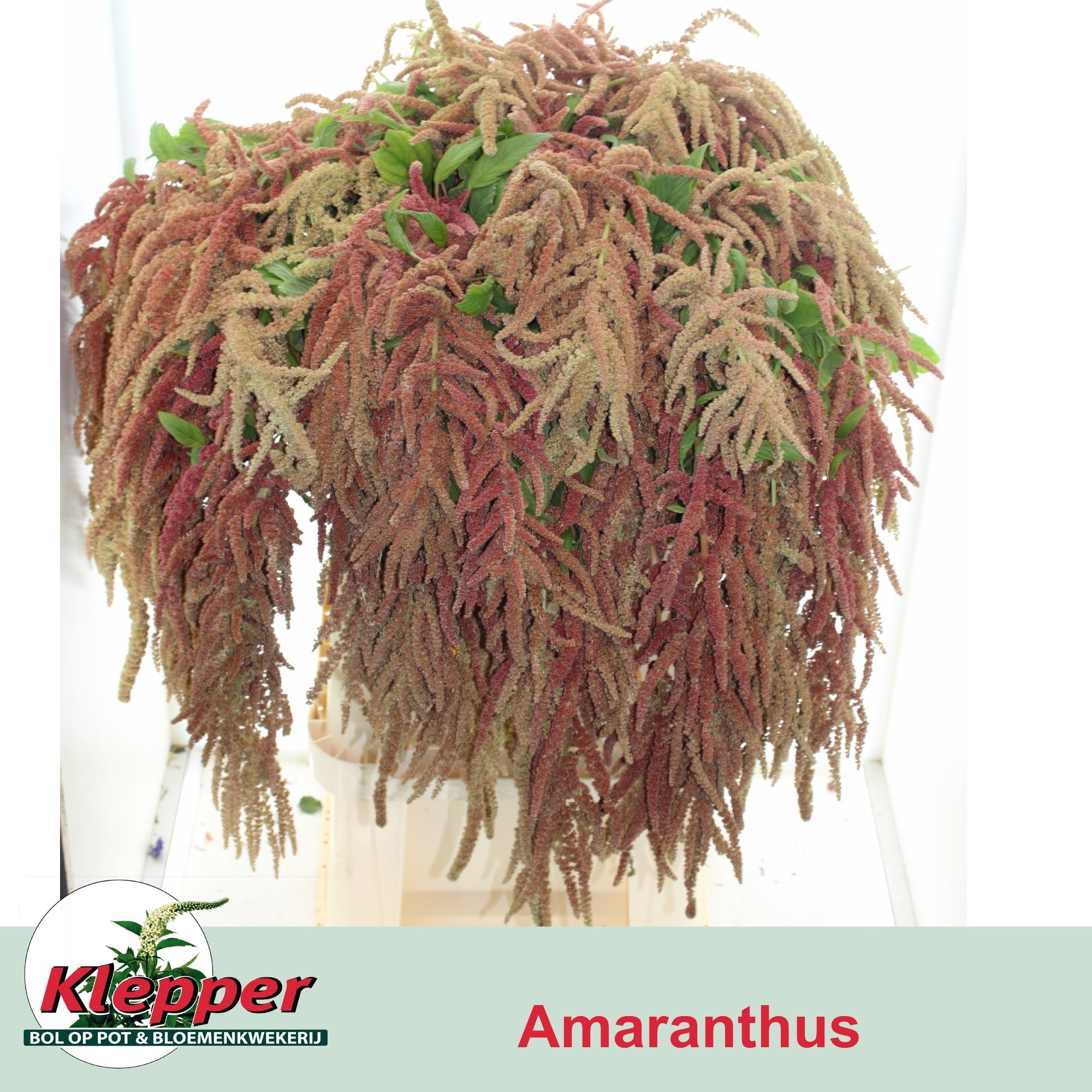 Amar Ca Coral Founta 90L.cm 23bloei