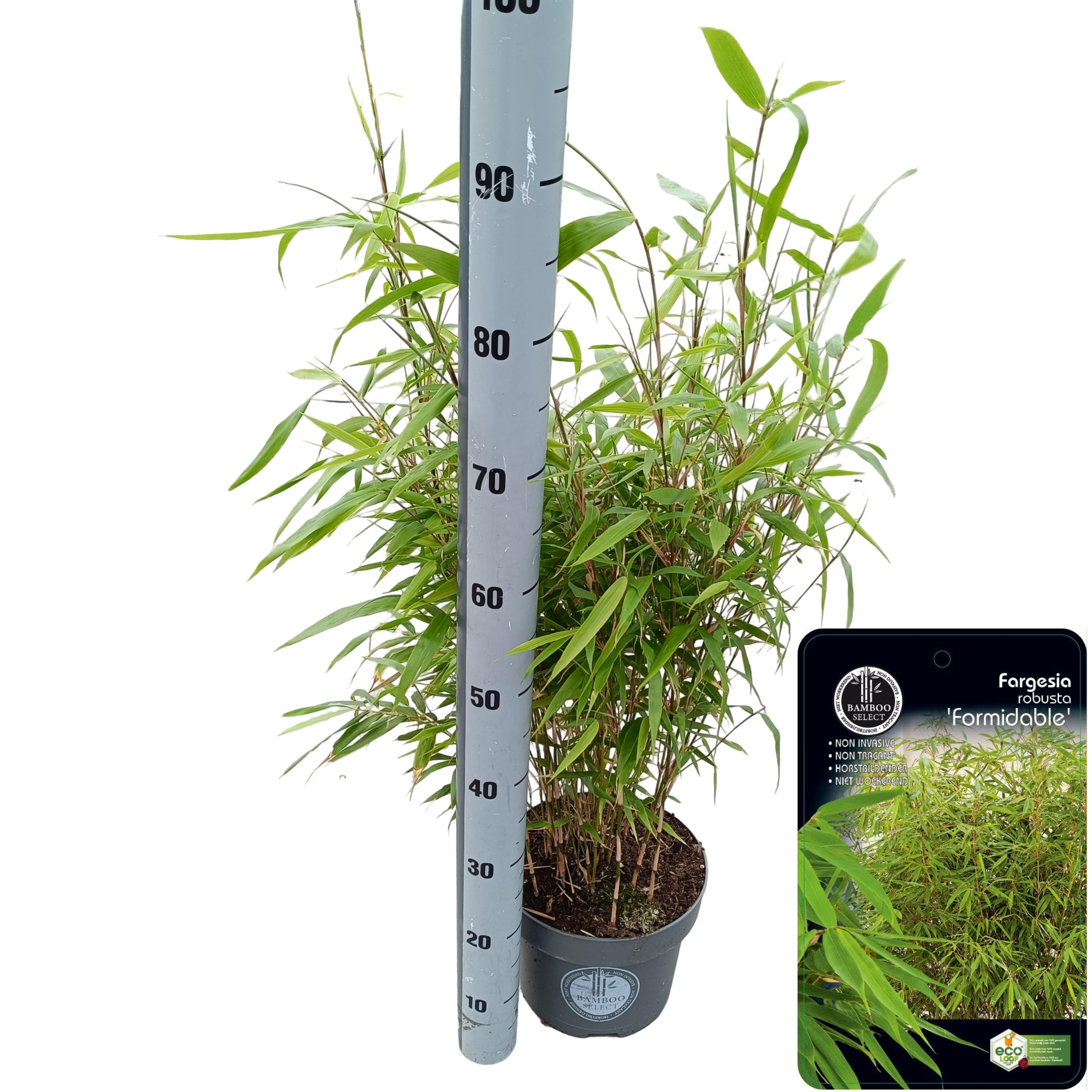 Picture of Fargesia robusta 'Formidable' C5