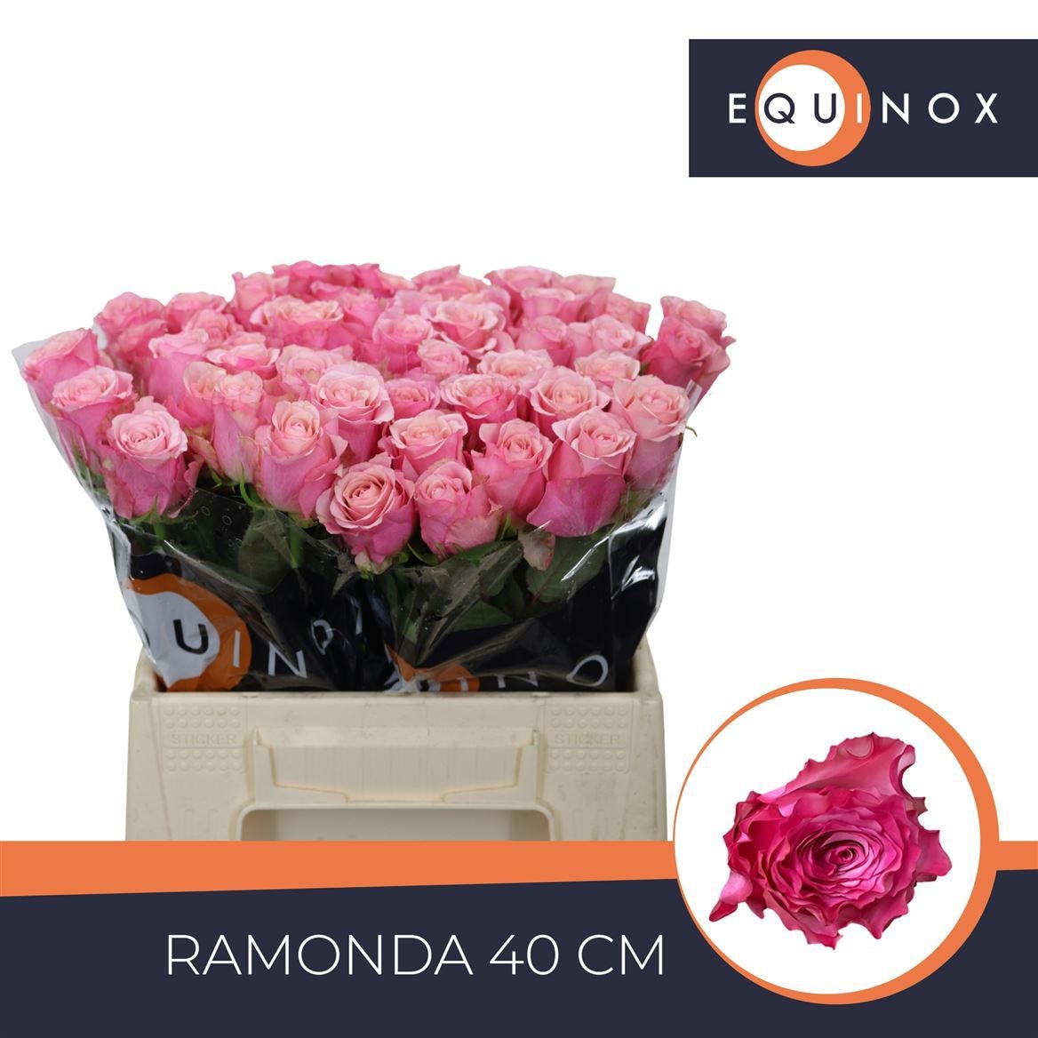 R Gr Ramonda