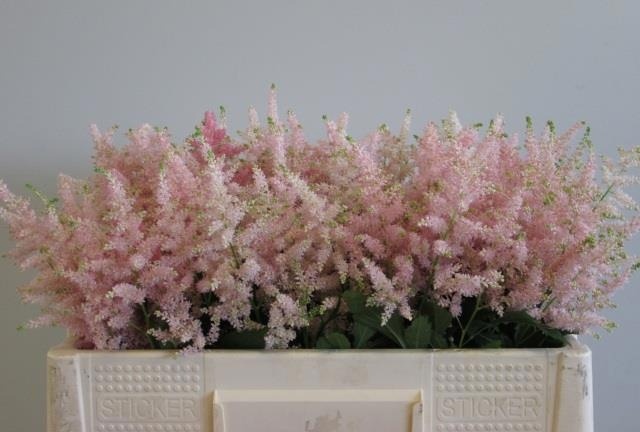Astilbe Europa 50cm