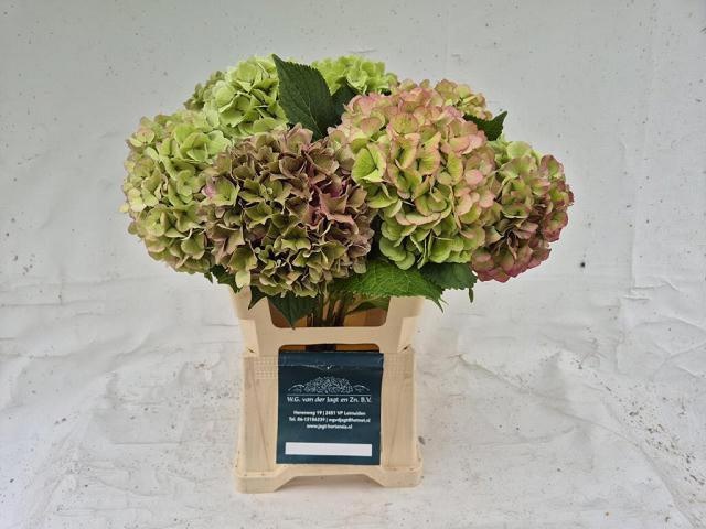 Hydrangea Antique 60cm 18Ø