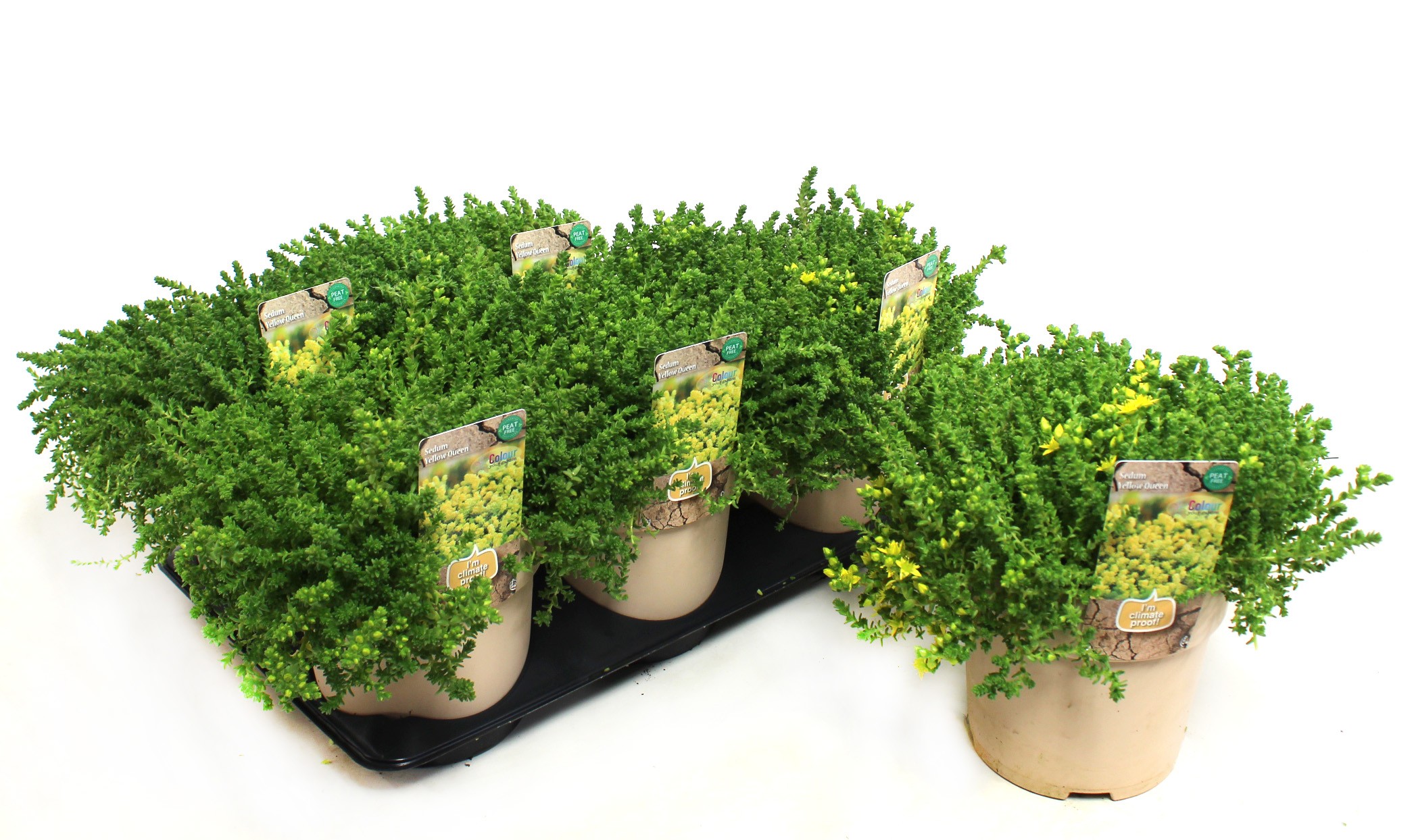 Picture of Sedum Yellow (Climate Proof) P15