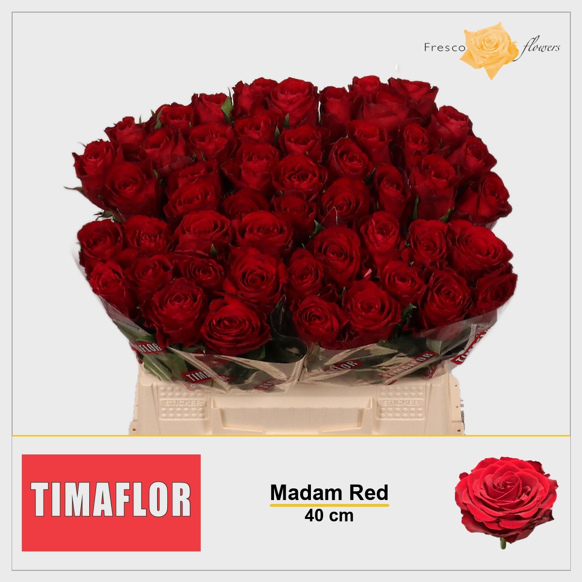 Rosa Madam Red 40cm