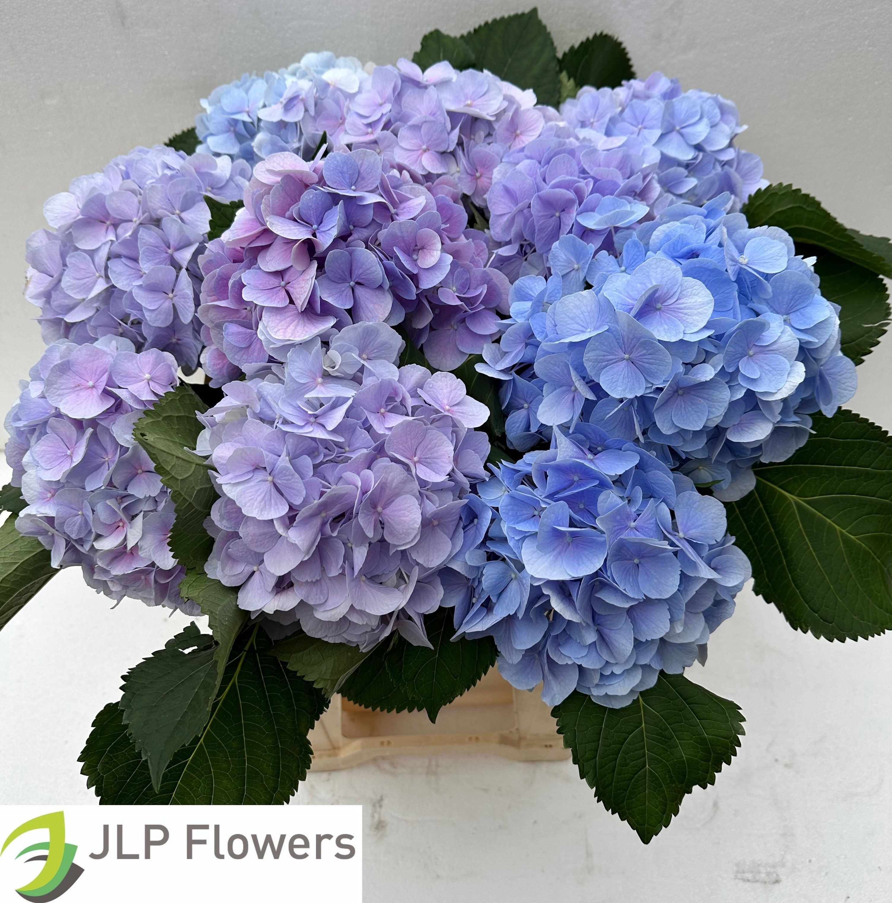 Hydrangea Verena Blue 60cm 20Ø