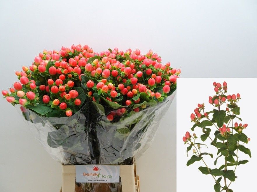 Hyp Mag Roy Princess 70cm