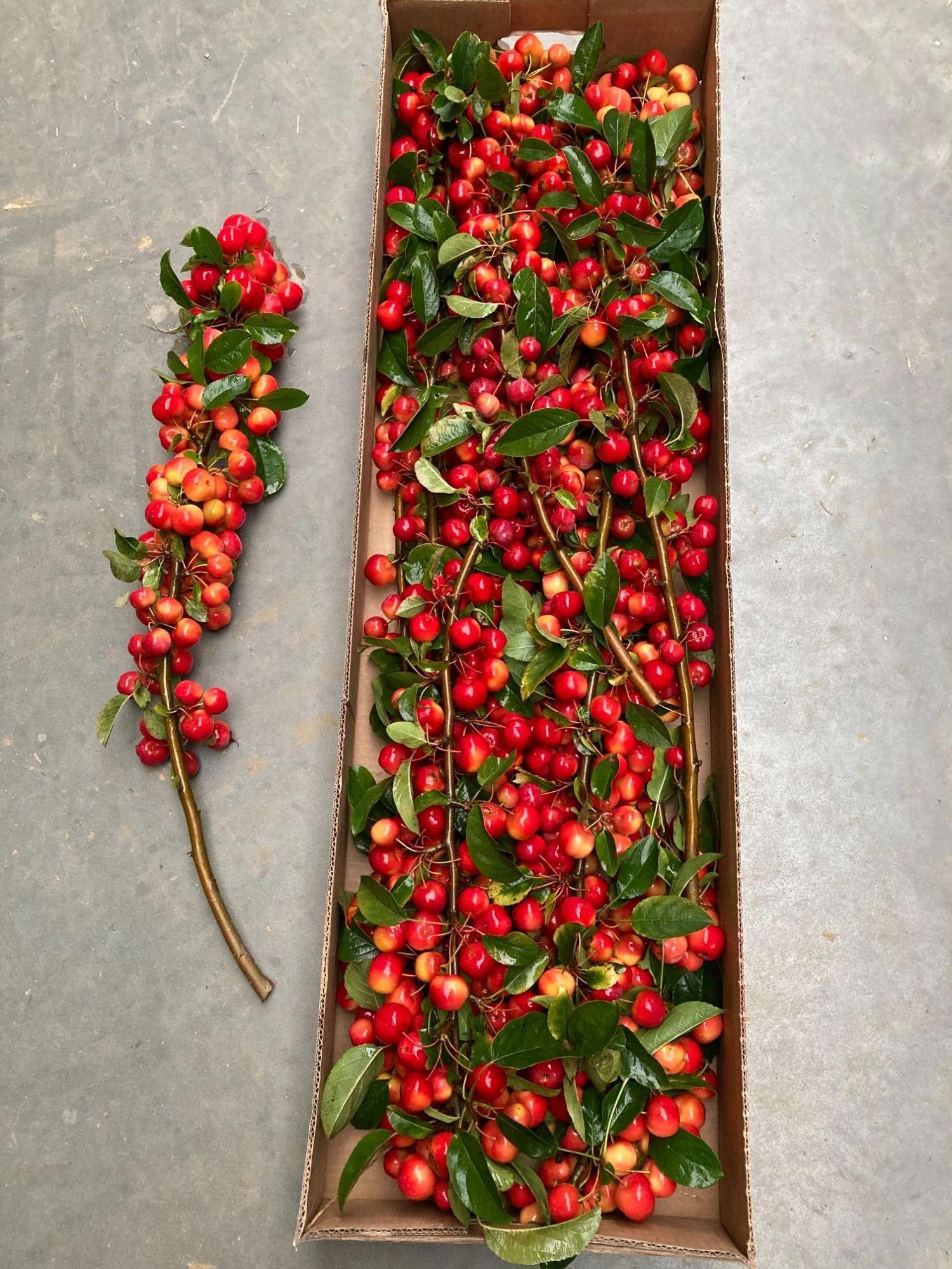 Malus Red Sentinel