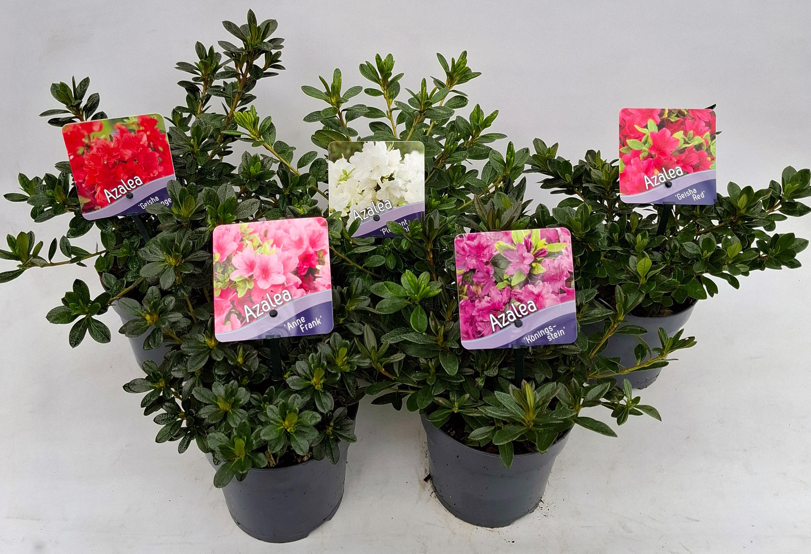 Picture of Rhododendron (AJ) Mix