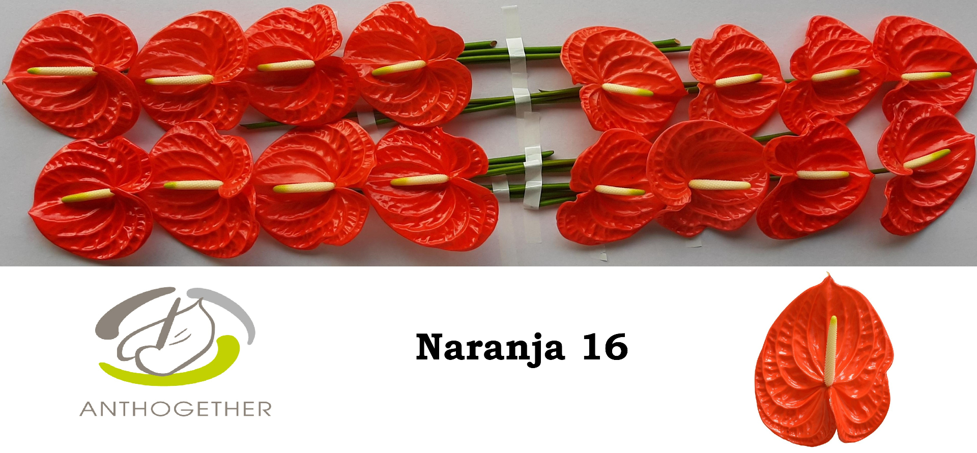 Anth A Naranja