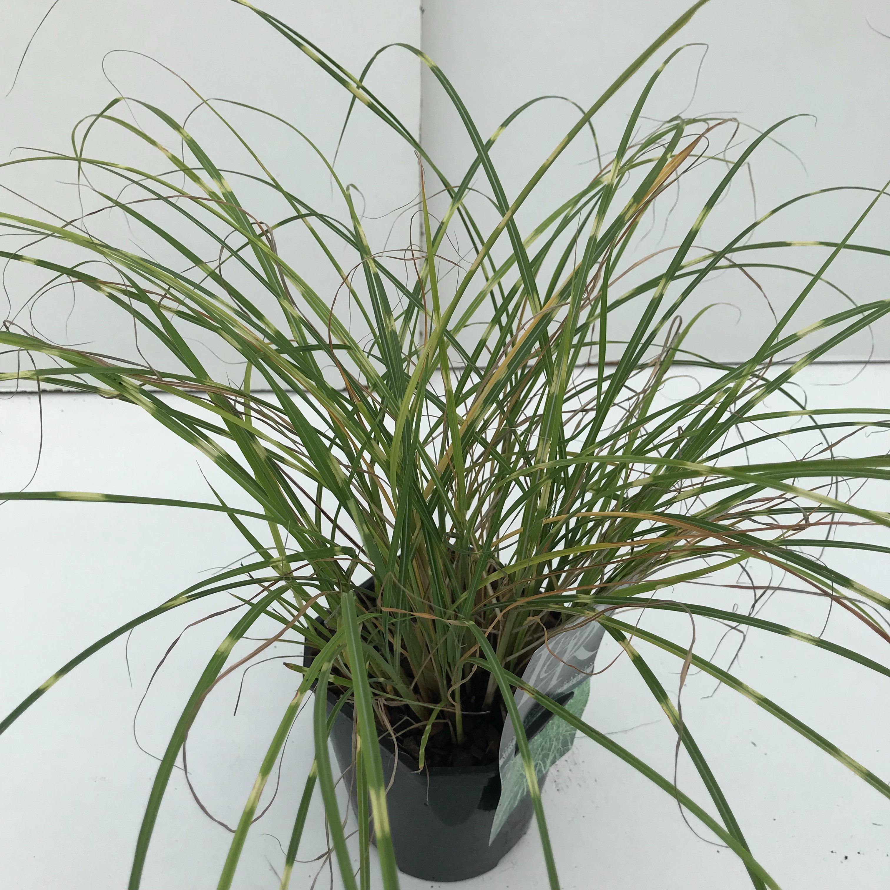 Picture of Miscanthus Little Zebra P17 (2 Ltr) Square