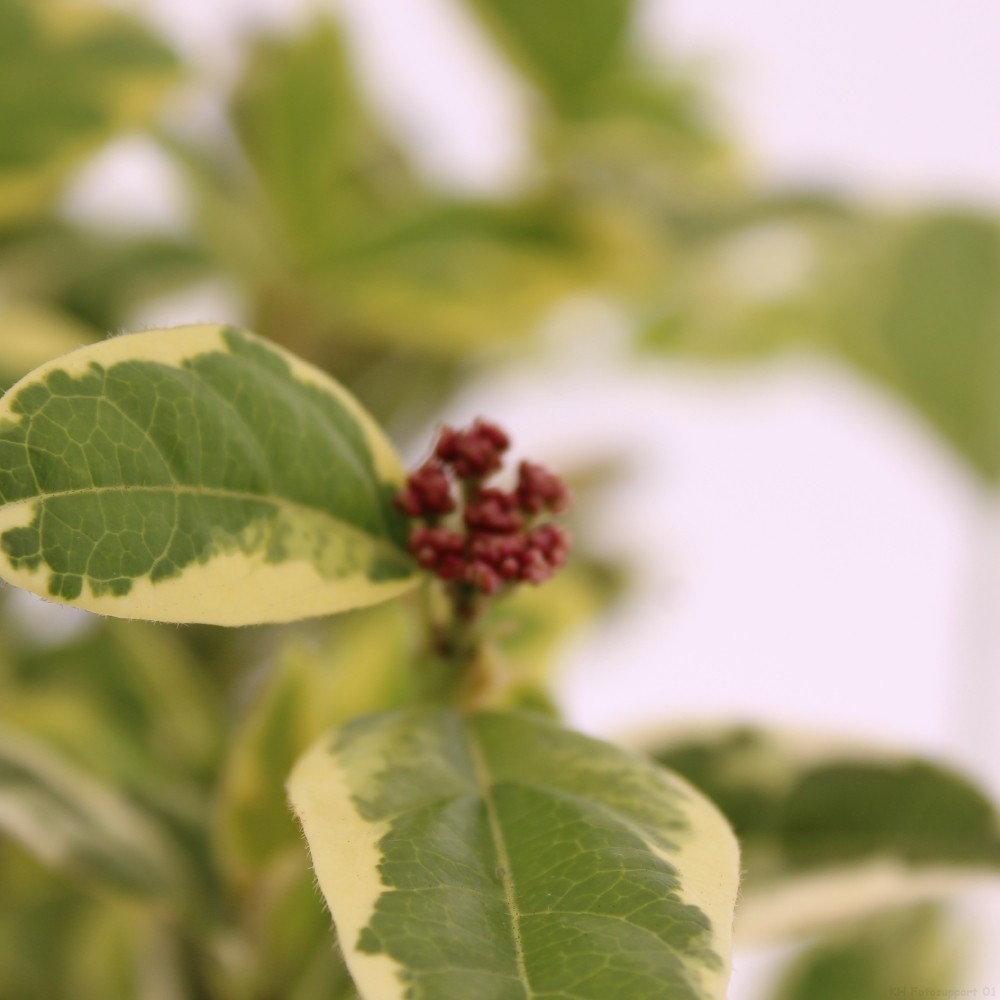 Picture of Viburnum tinus 'White Egret"