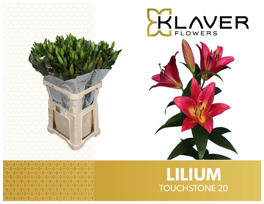 Lilium Ot Touchstone 85cm 2/4bl