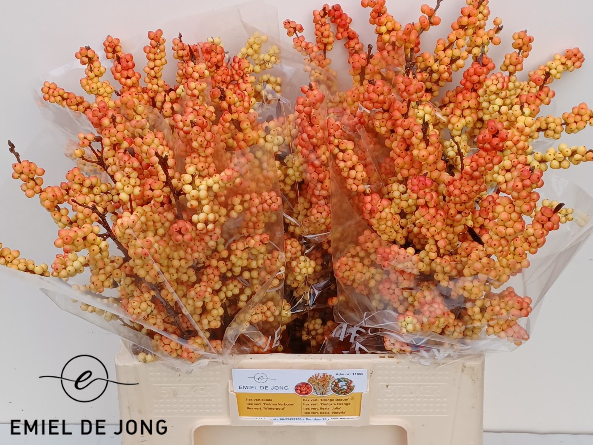 Ilex Ilexia Victoria 60cm