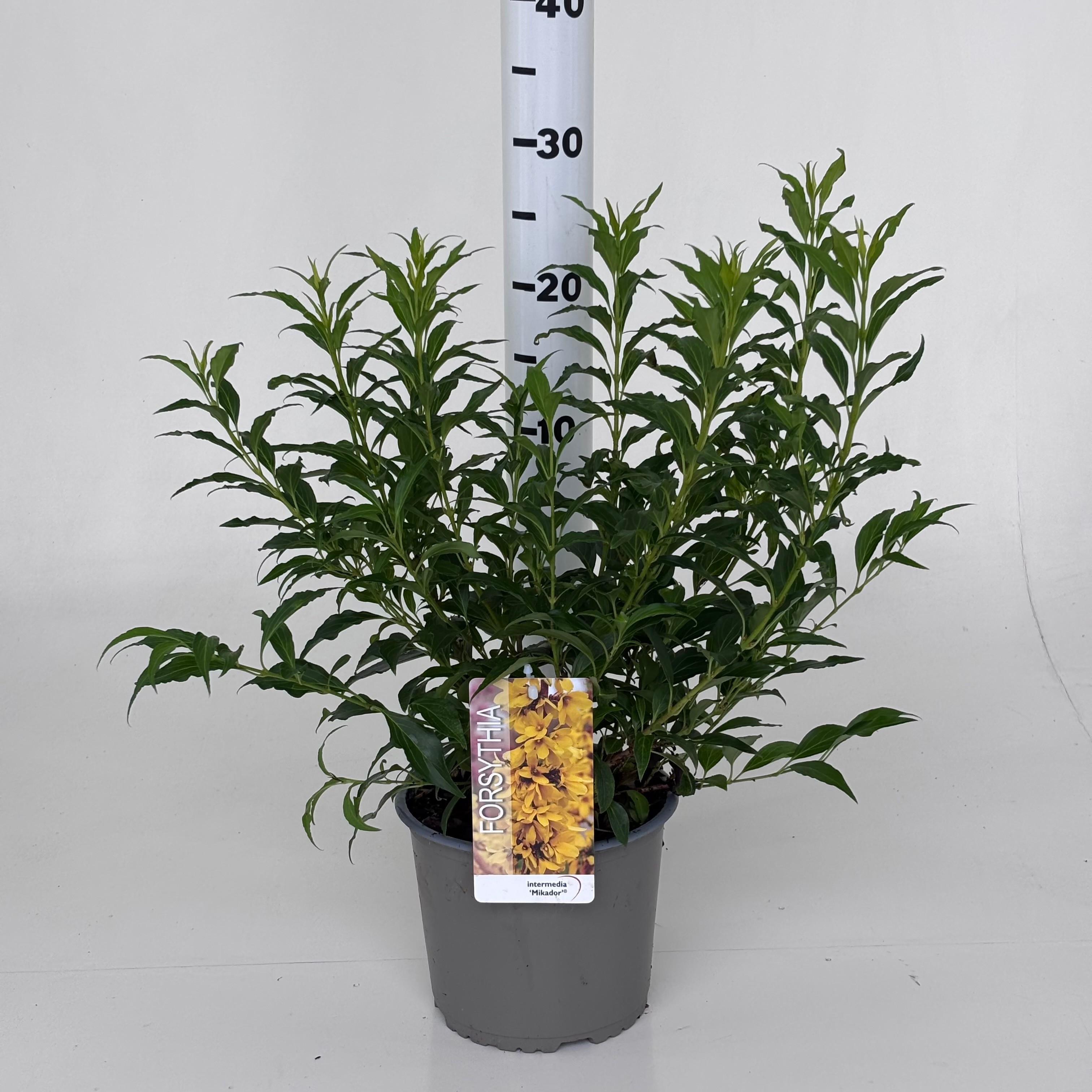 Forsythia intermedia Mikador ('Minfor6')