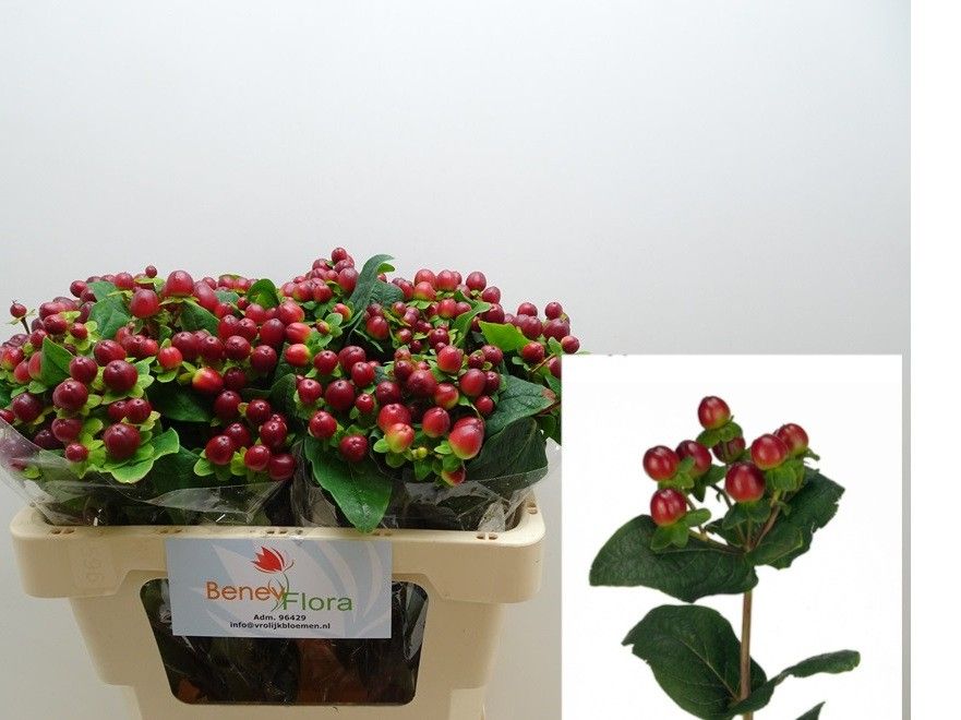 Hypericum Magical Season Big Brown 50cm