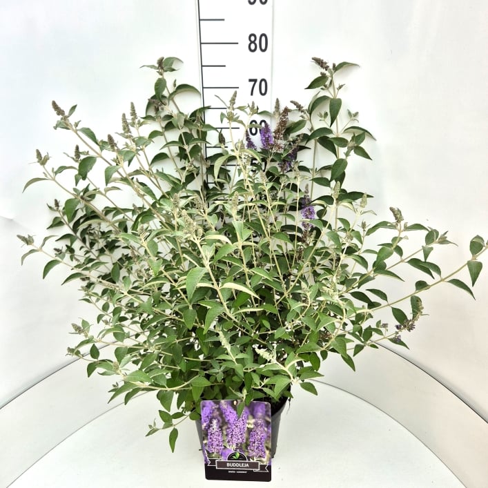 Picture of Buddleja Lochinch P29 (10 Ltr)