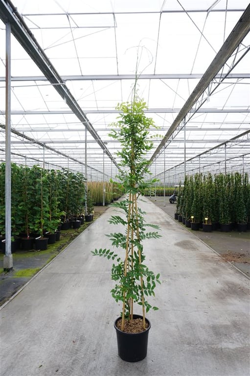 Picture of Wisteria sinensis 'Prolific'