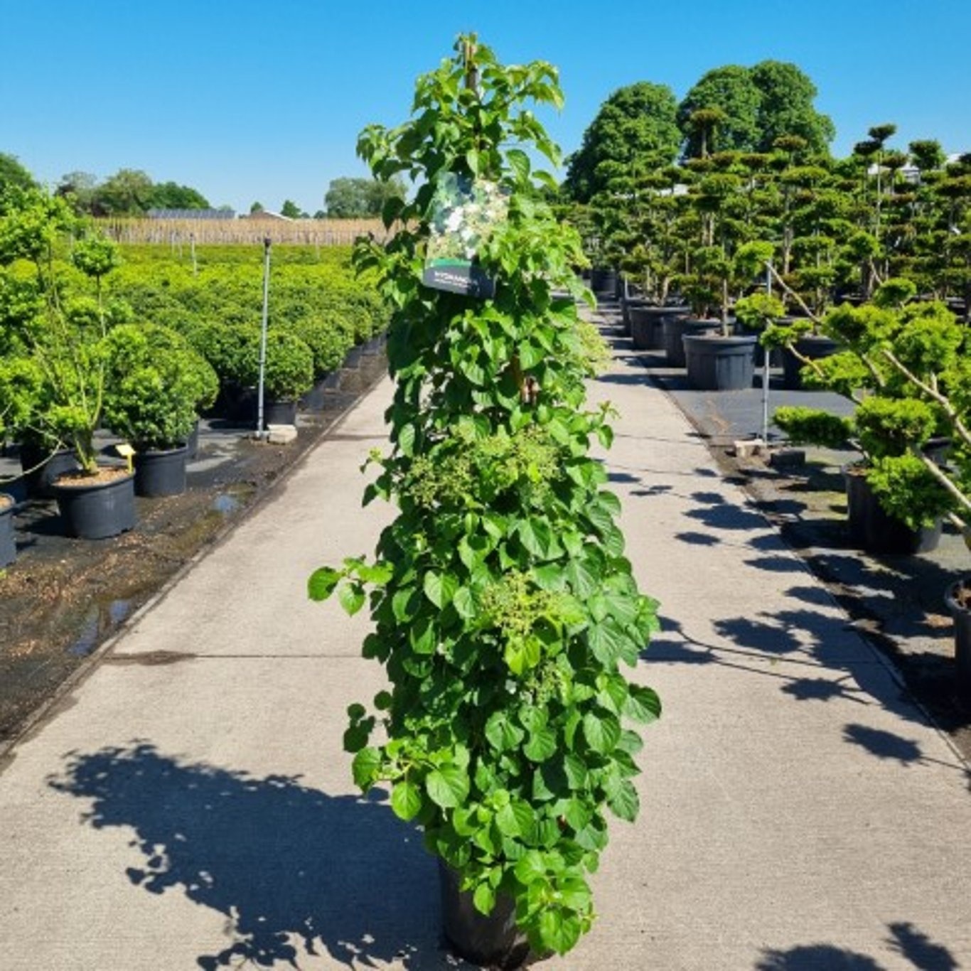 Hydrangea anomala petiolaris