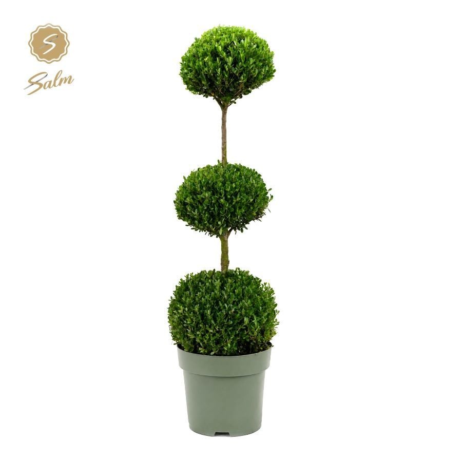 Buxus semp. Trio-Ball on Stem