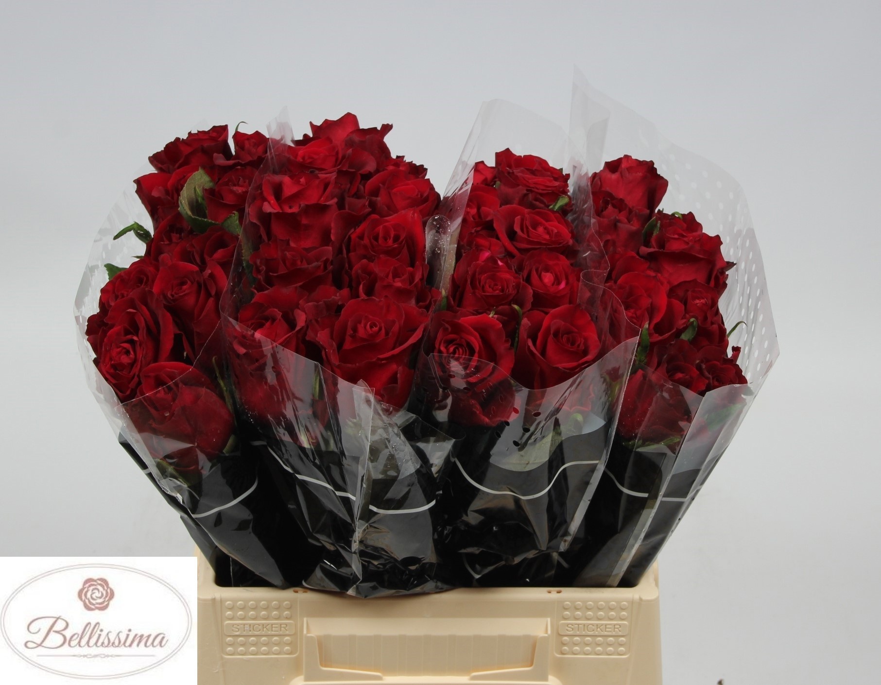 Rosa Ever Red 40cm