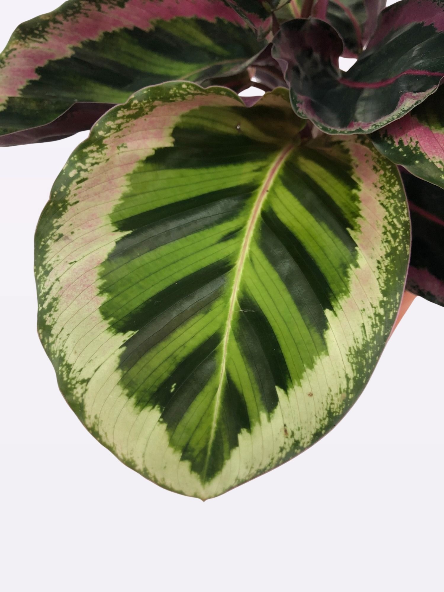 Calathea Angela | Hamiplant