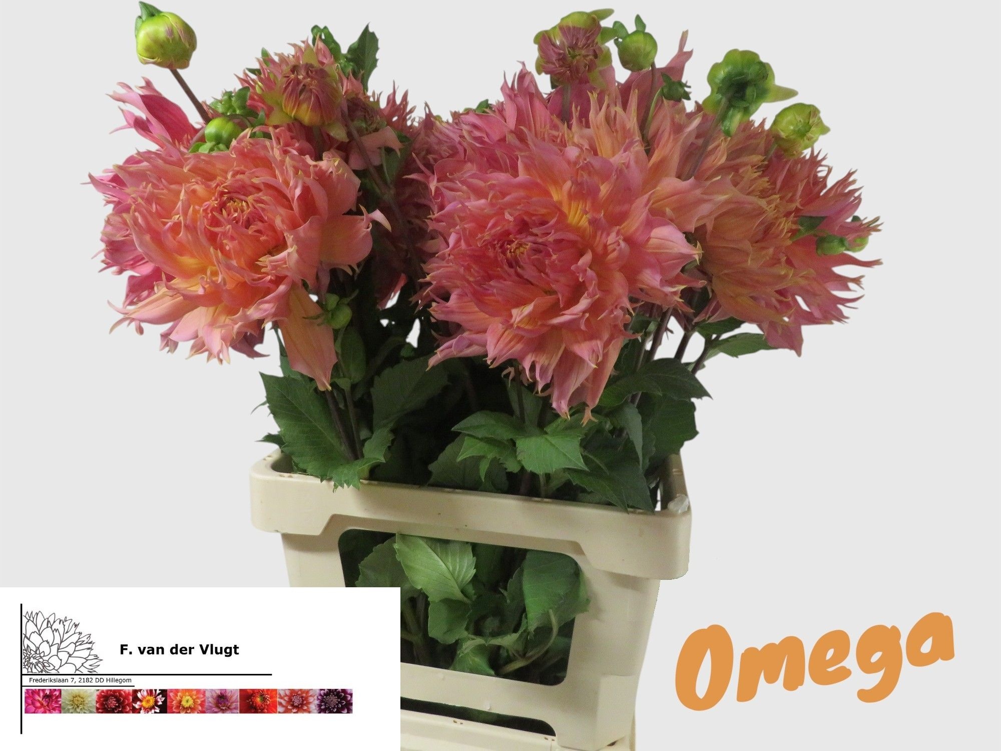 Dahlia 50cm