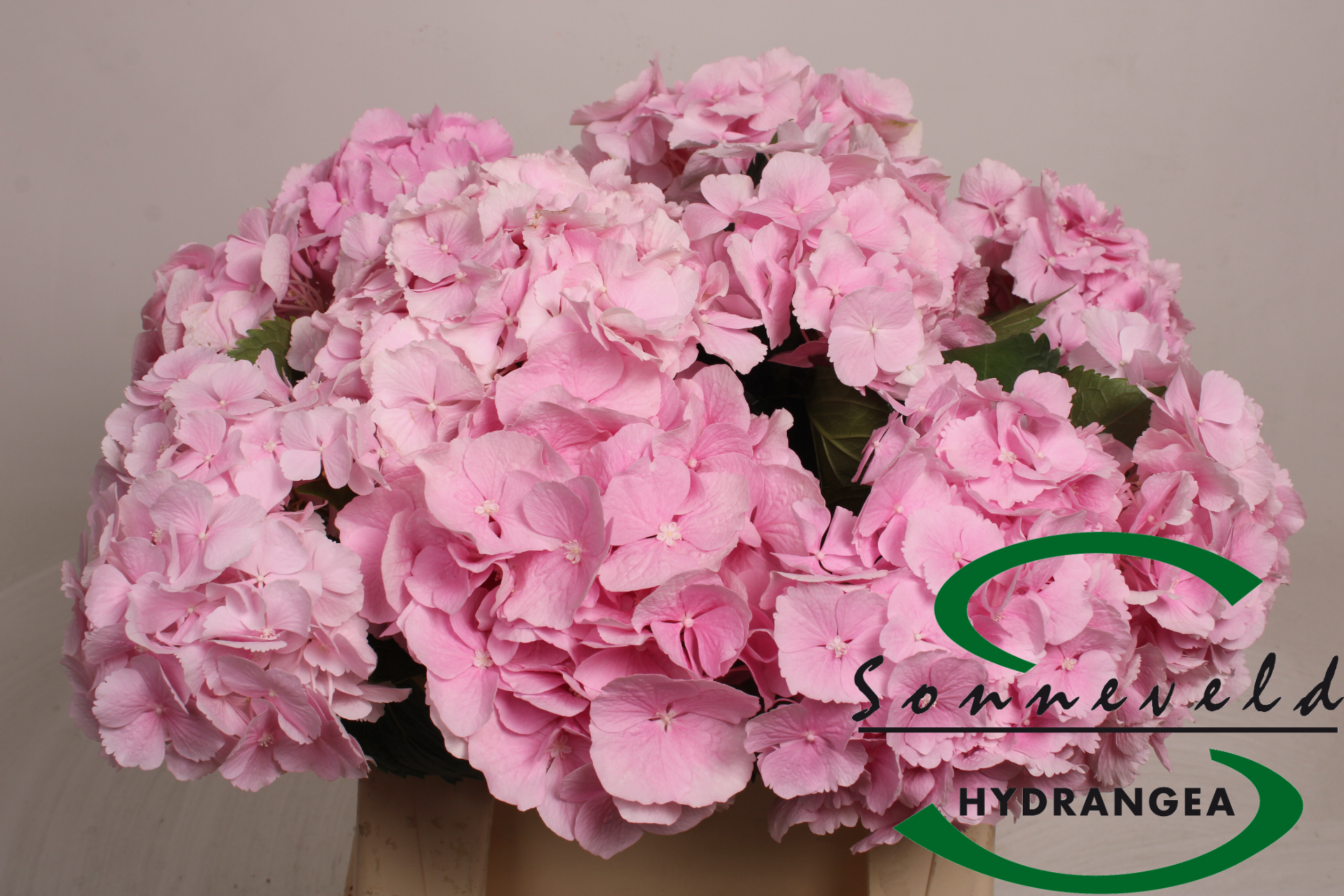 Hydrangea Verena Pink 40cm 13Ø