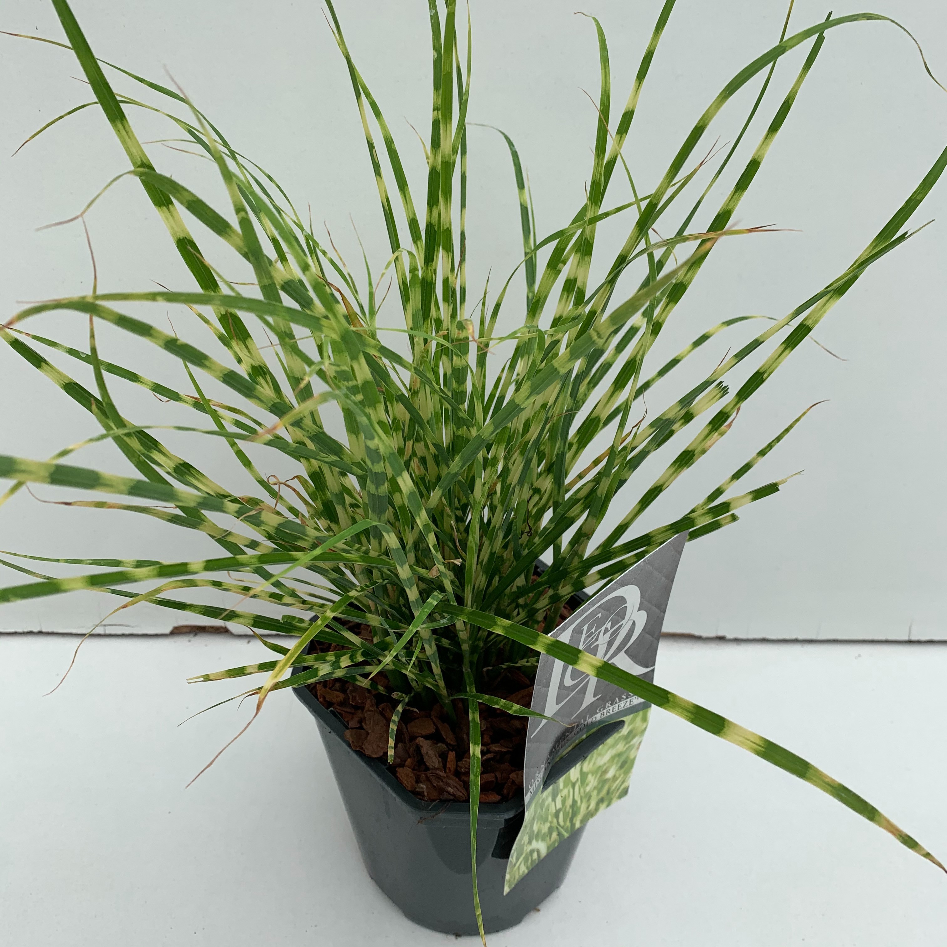 Miscanthus sinensis 'Gold Breeze'