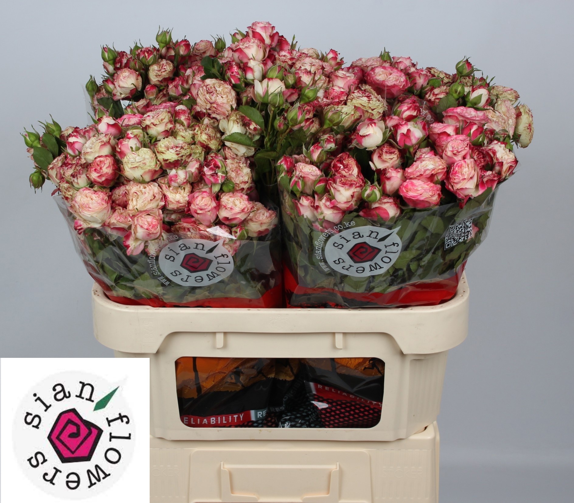 R Tr Blushing Flow 70cm