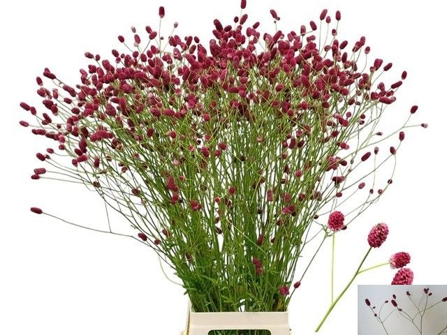 Sanguisorba O Arnhem