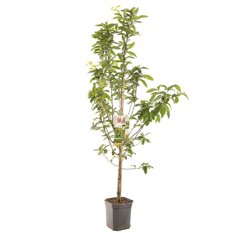 Mespilus germanica Mispel laagstam Mispel