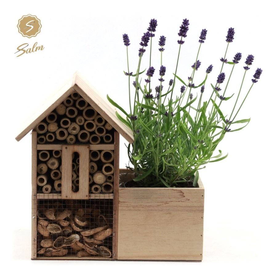 Picture of Lavandula ang. 'Felice'® Collection P10,5 in Insect Hotel