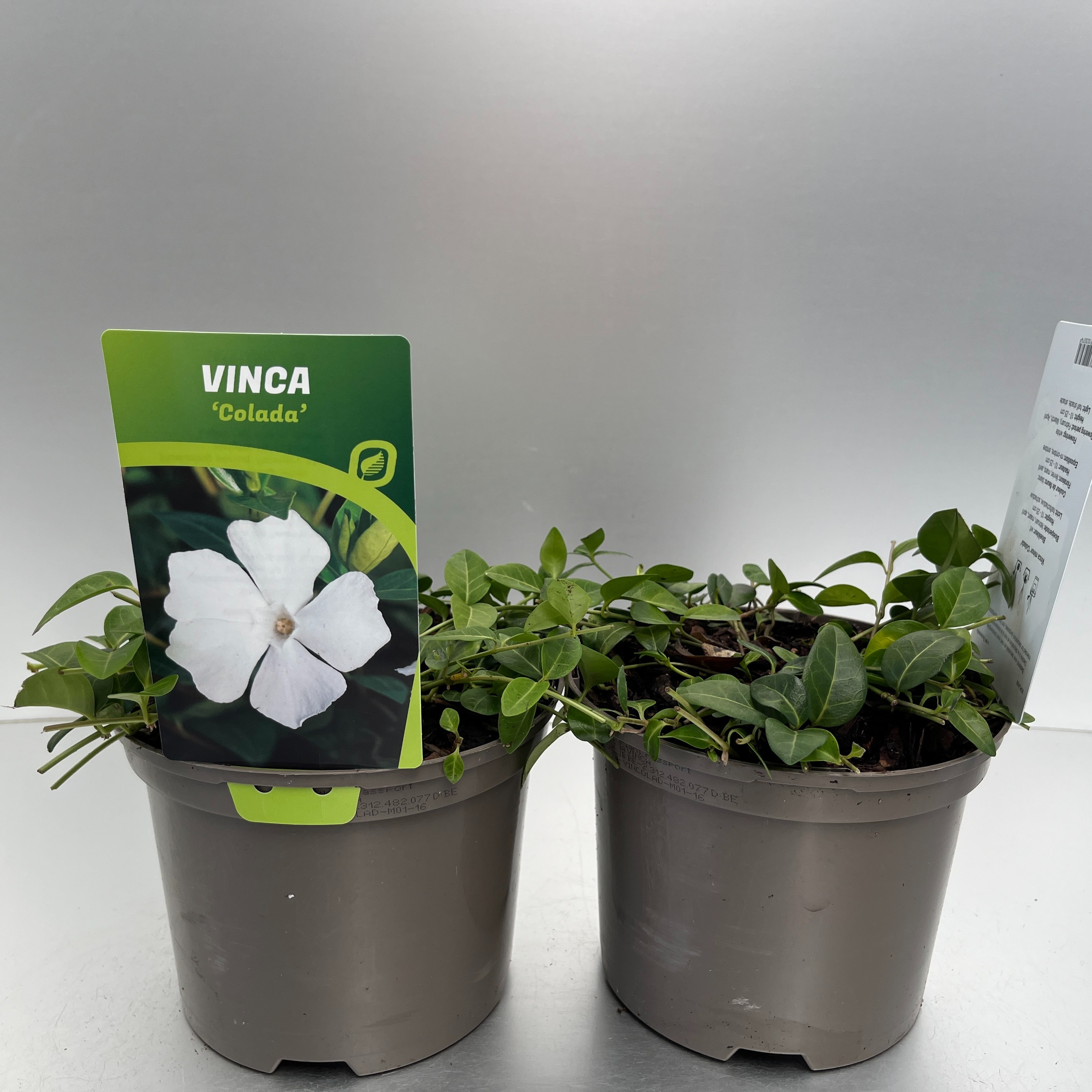 Picture of Vinca minor Colada P17 (2 Ltr)