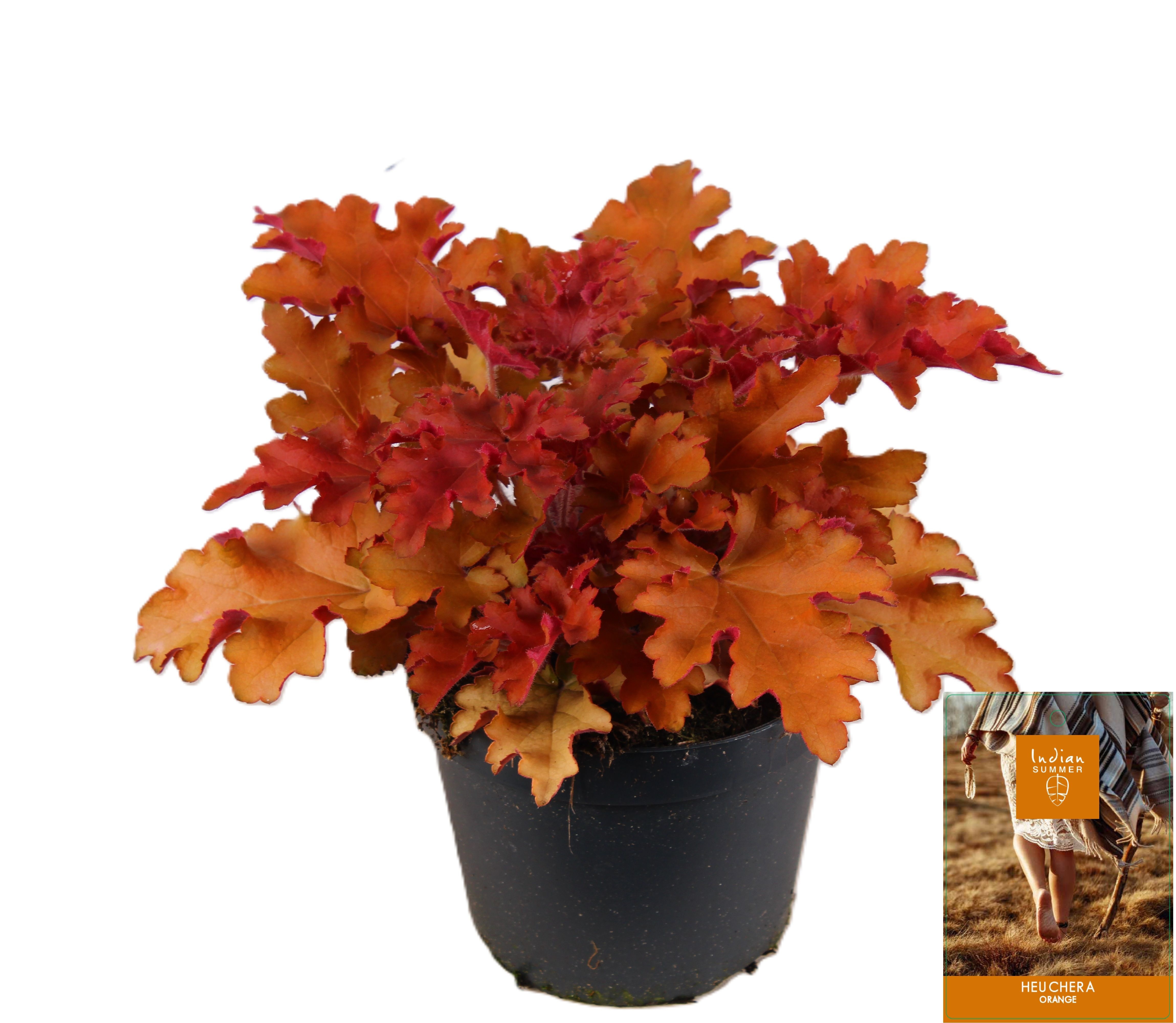 Picture of Heuchera Indian Summer Orange