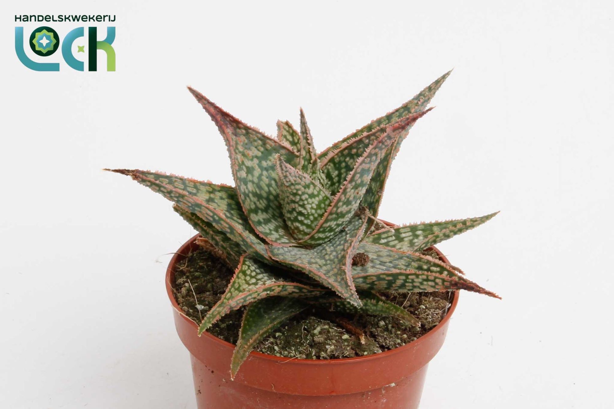 Aloe Carola | Hamiplant