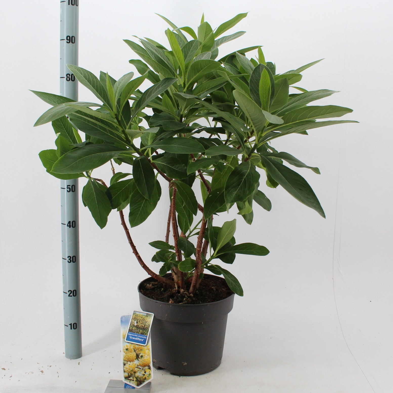 Picture of Edgeworthia chrysantha Grandiflora P29 (10 Ltr)