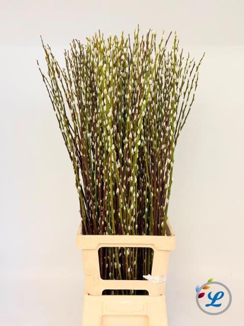 Salix Pussy Willow 100cm