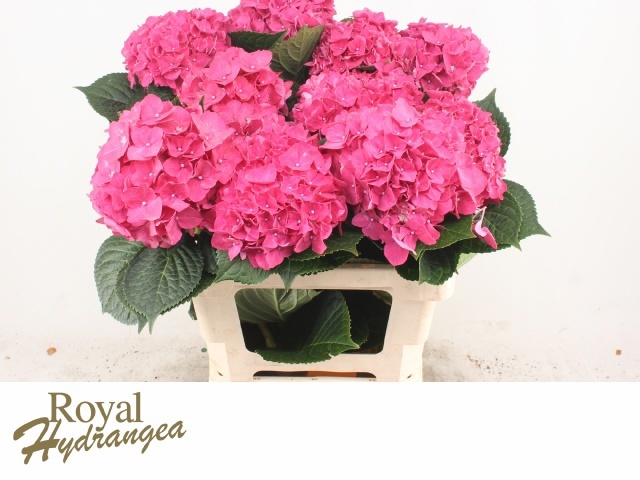 Hydrangea Rodeo Dark Pink 60cm 16Ø