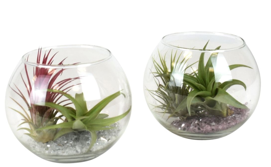 Arr Tillandsia 12P 12H 11bloei