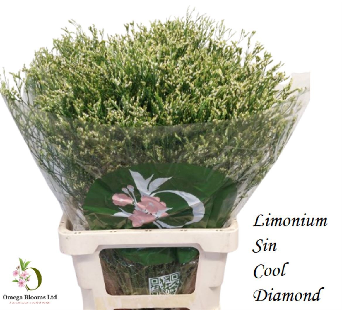 Limonium Sin Cool Diamond 70cm 25gram
