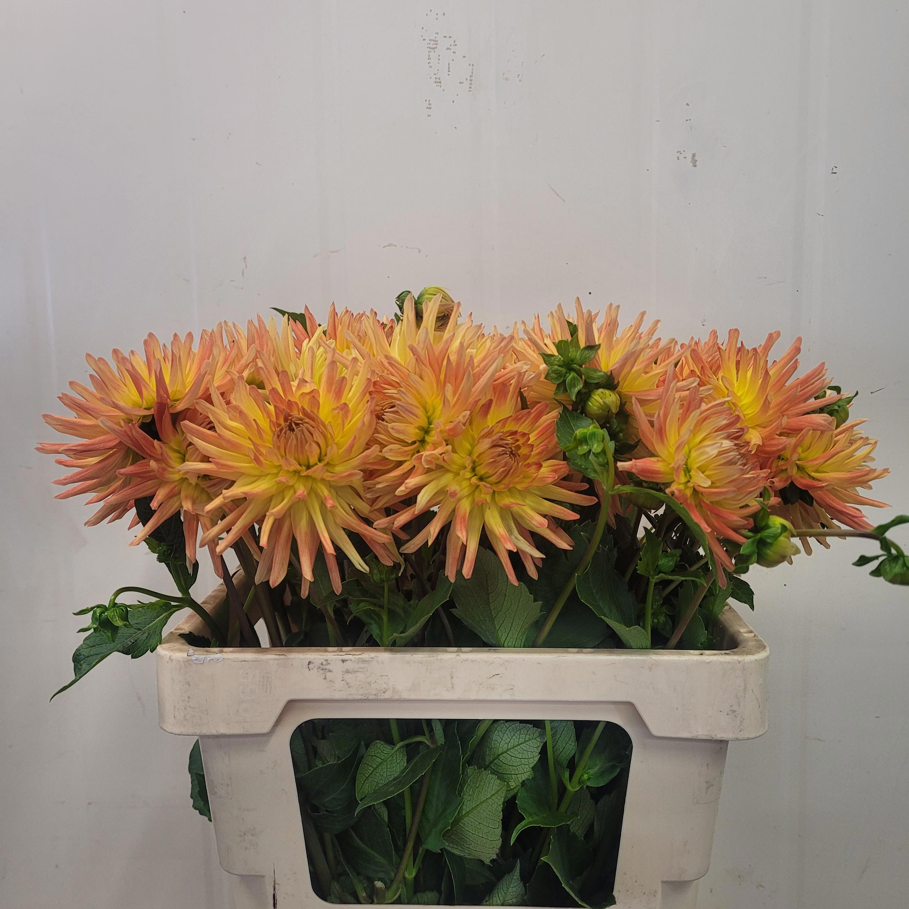 Dahlia Aloha 50cm