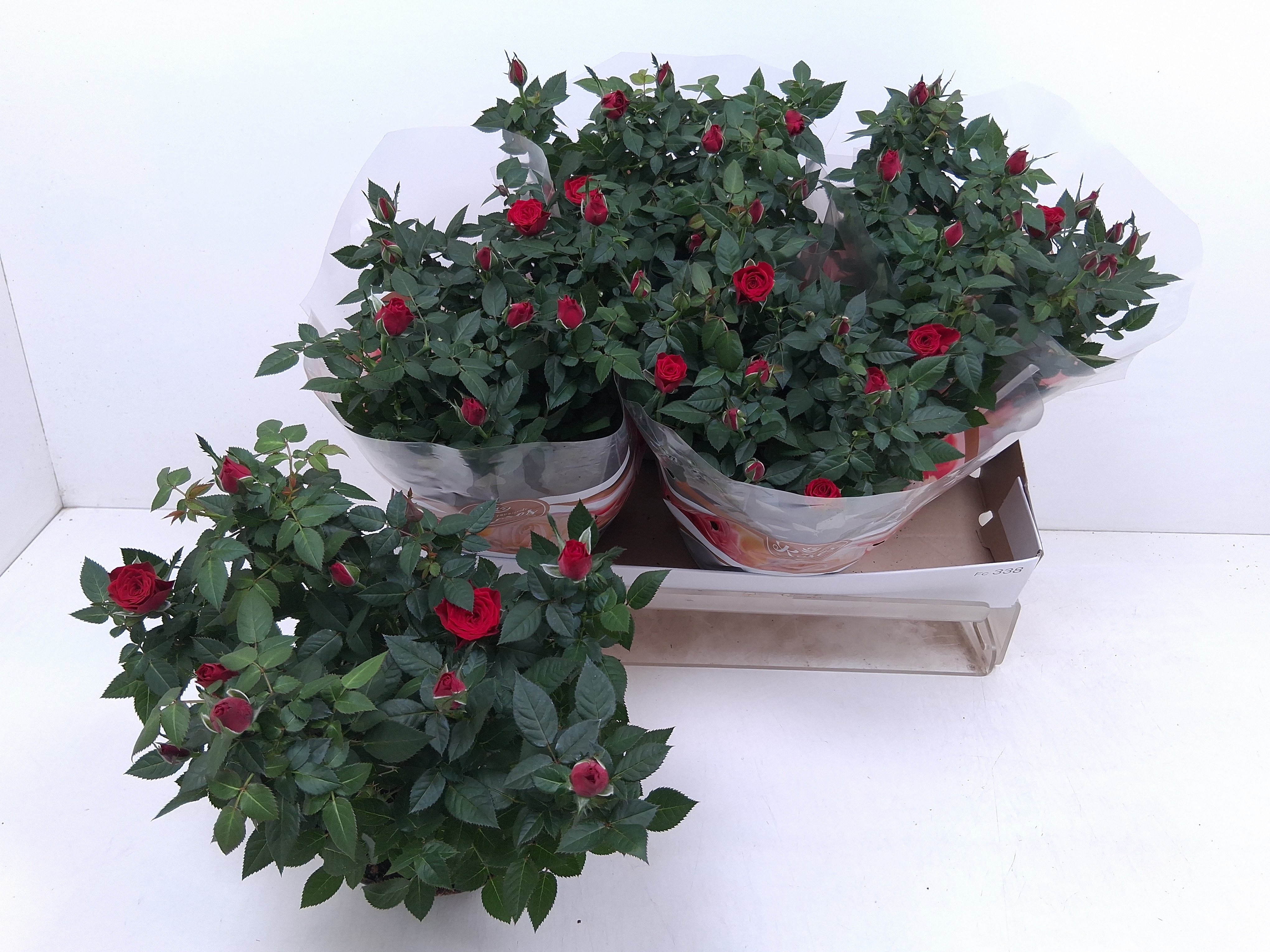 Ro Fav Ro Red 20Ø 35cm