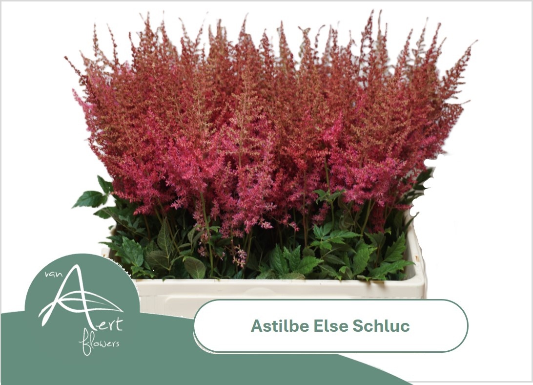 Astil Ar Else Schluc