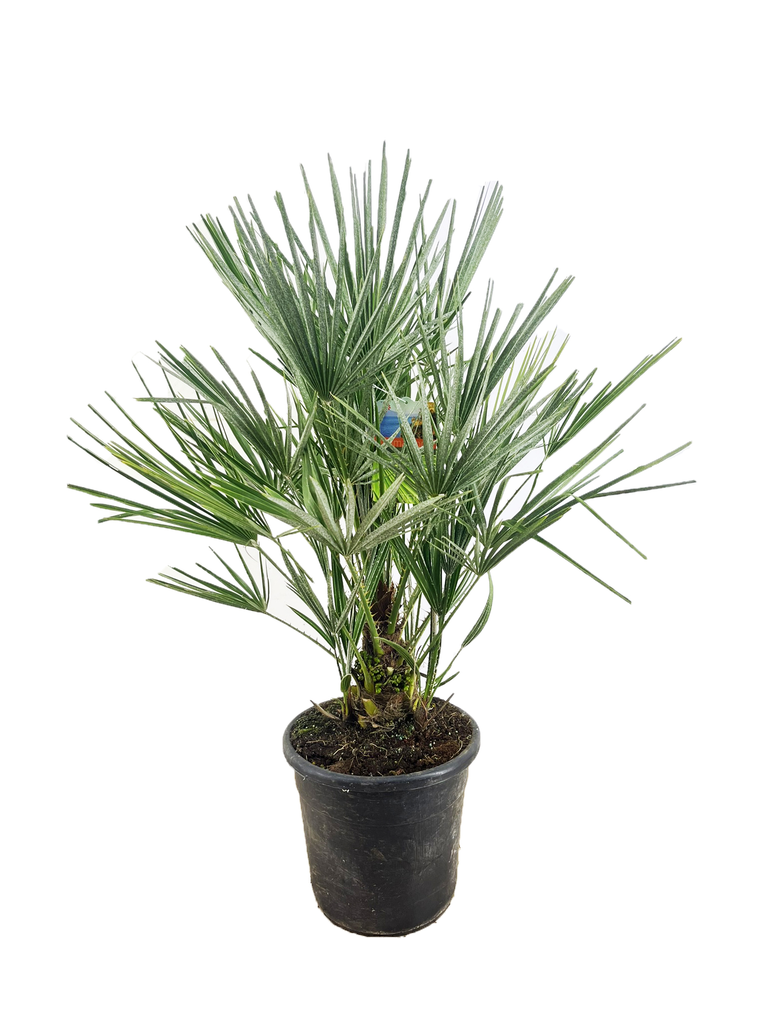 Picture of Chamaerops humilis P30 (12 Ltr) 90CM-INCL-POT