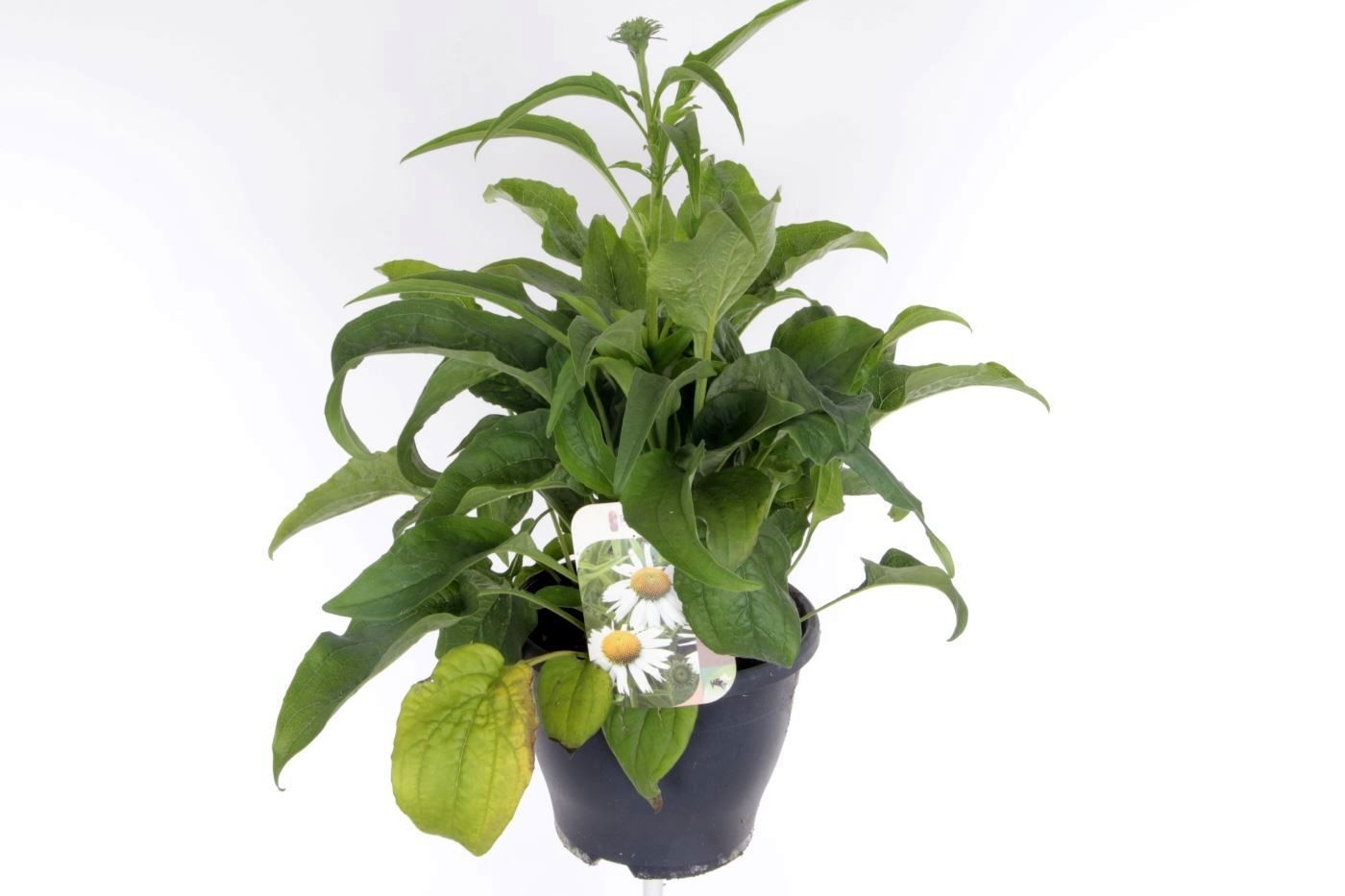 Echinacea purp. pr. splendor white