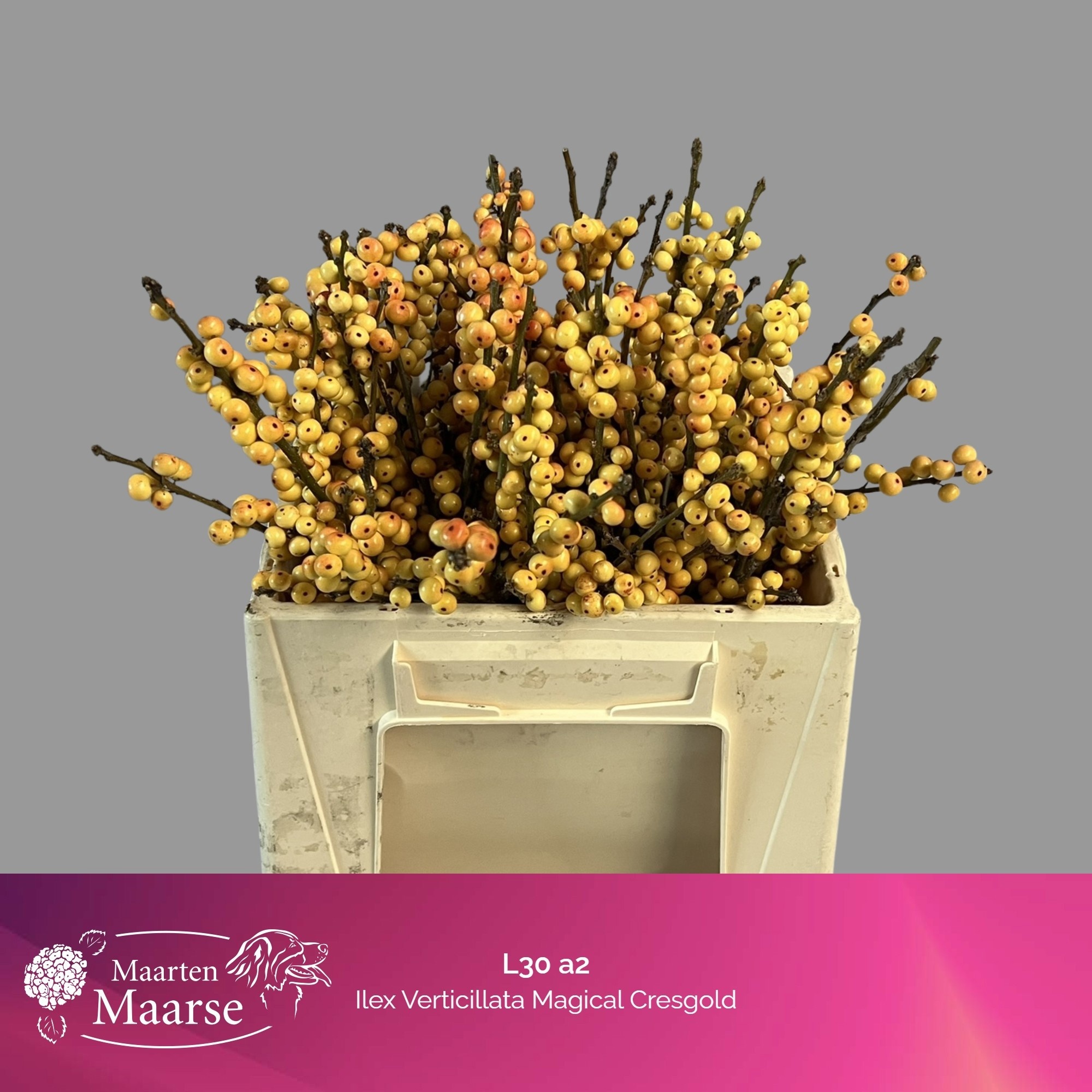 Ilex Gresgold 30cm